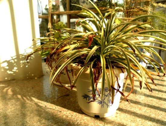 ���ⷿ��ȩ����