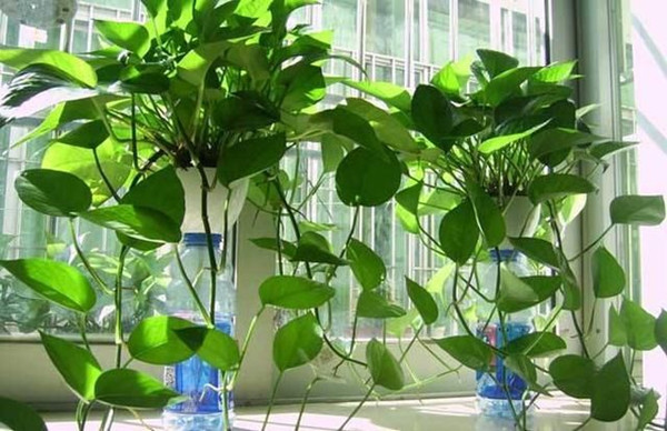 裝修除甲醛,甲醛克星,綠蘿,適量光照有利于綠蘿吸附甲醛,綠健君安環保