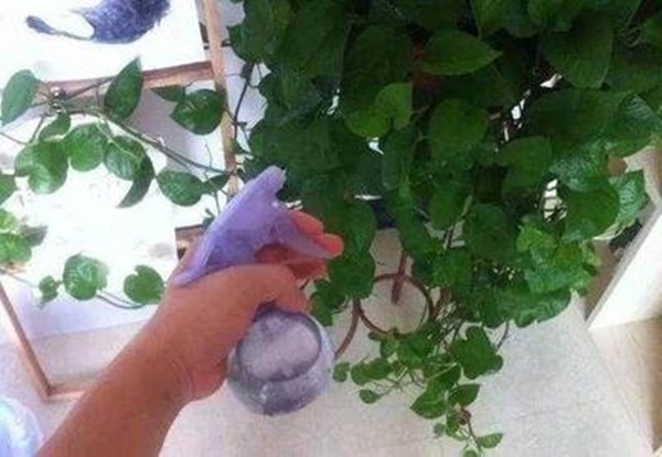 裝修除甲醛,甲醛克星,綠蘿,合理澆水有利于綠蘿生長,綠健君安環保