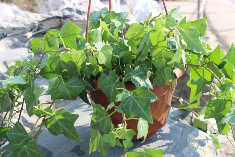 ������