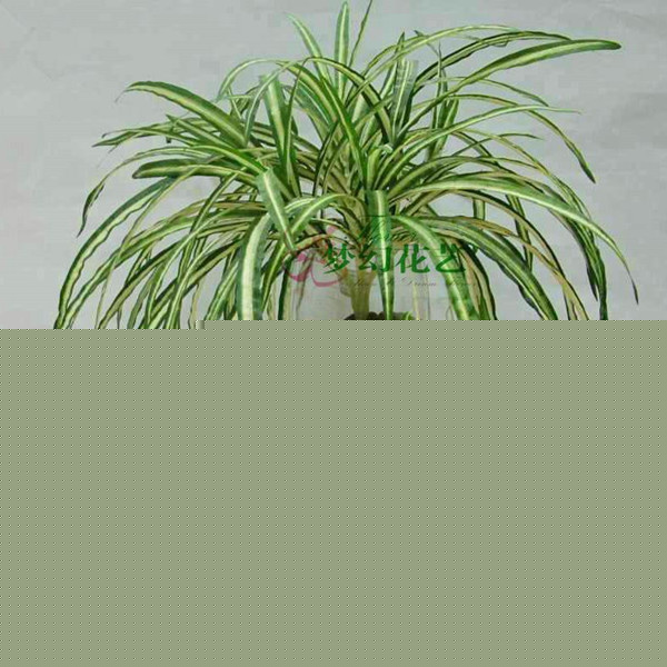 除甲醛植物,吊蘭除甲醛