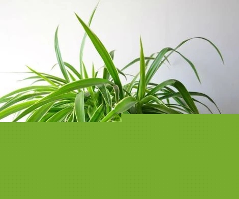 ��ȩȥ����������γ���ȩ����ȩ�����x�������m���Gֲ����ȩ�����I�����������G������