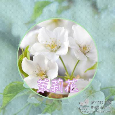 夏日植物種植技巧,適合夏天種的植物,室內凈化空氣植物,室內除甲醛植物,武漢除甲醛綠健君安,植物養護技巧